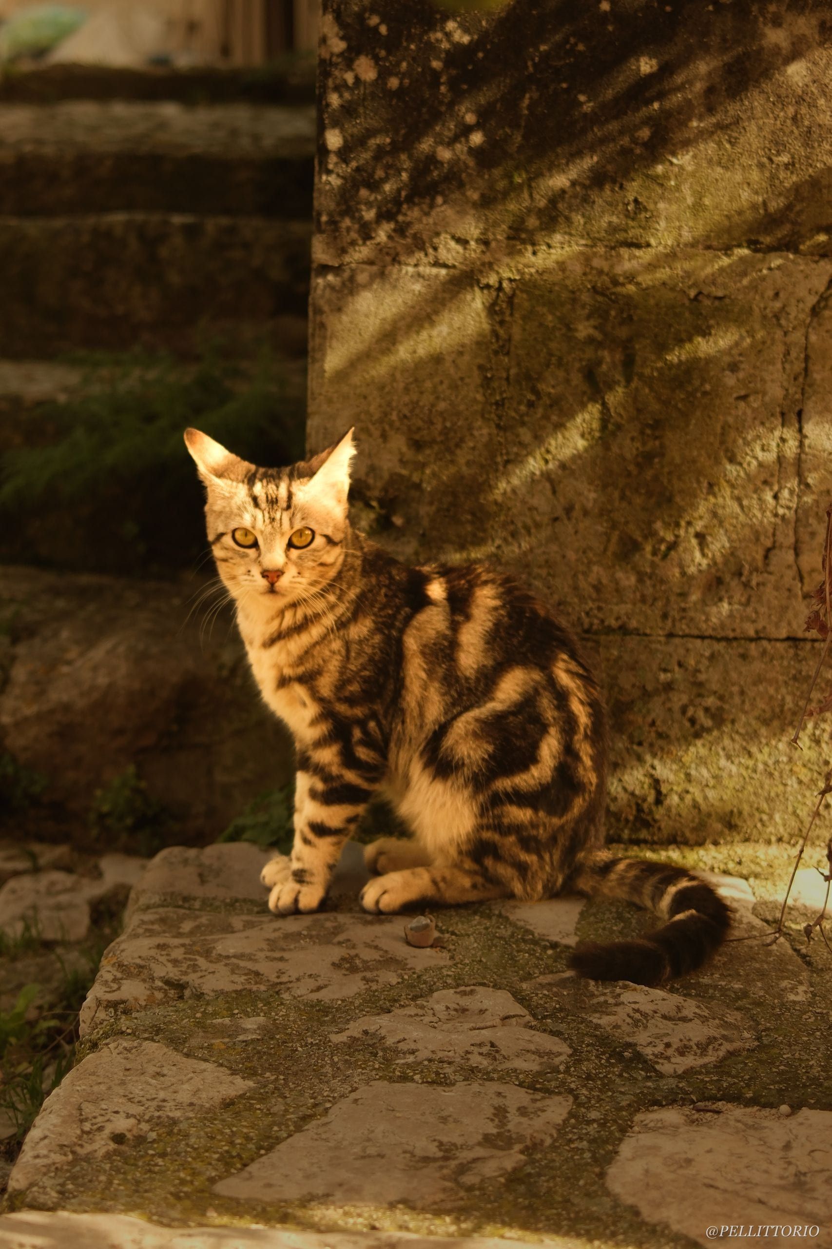 Gatto seduto su una scalinata di pietra