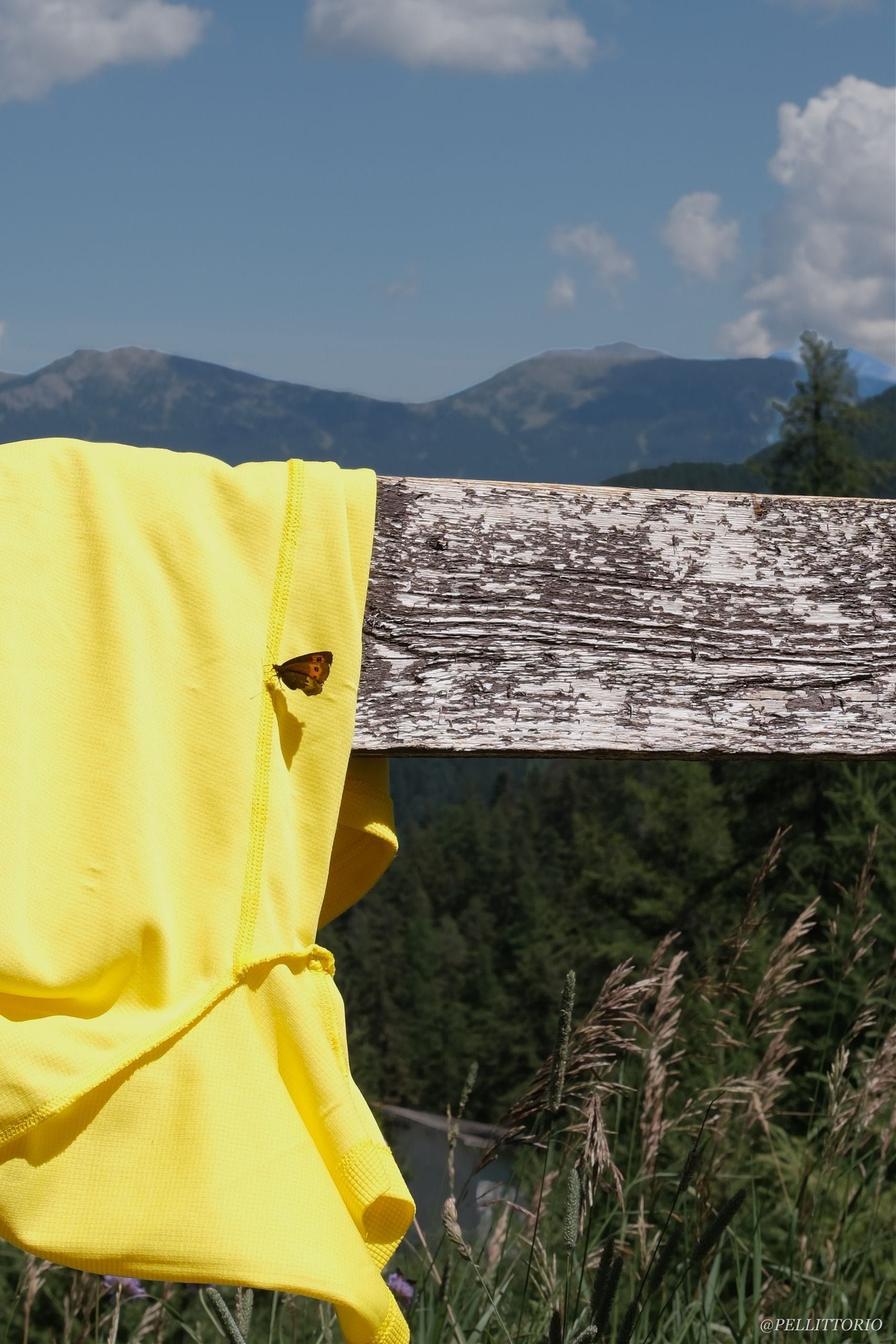 Farfalla posata su uno steccato di legno