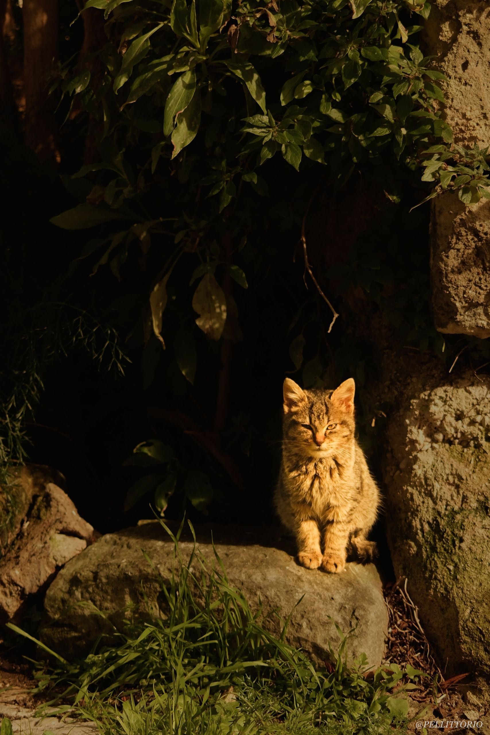 Gatto disteso su un muretto di pietra