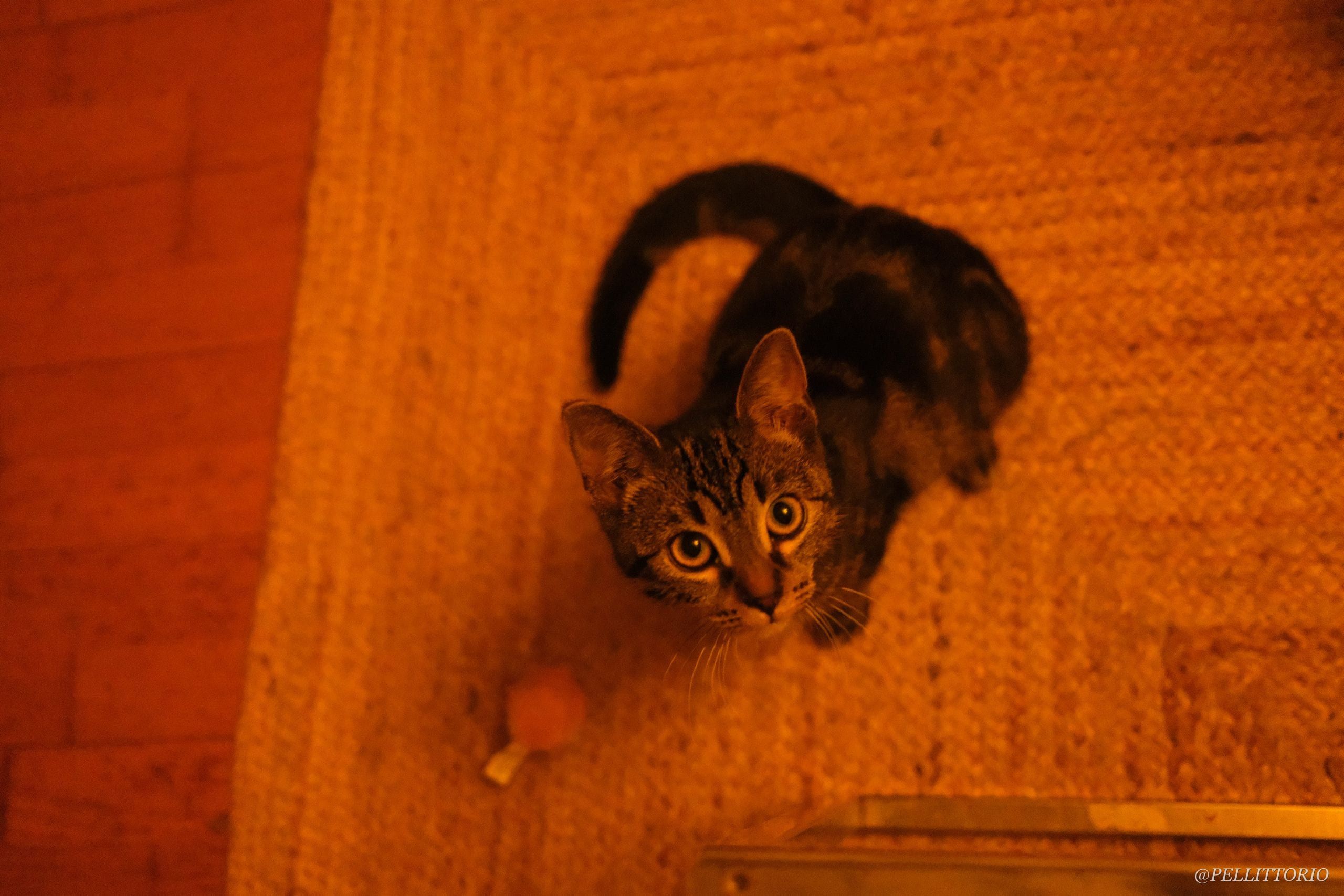 Gattino tabby su un tappeto in appartamento