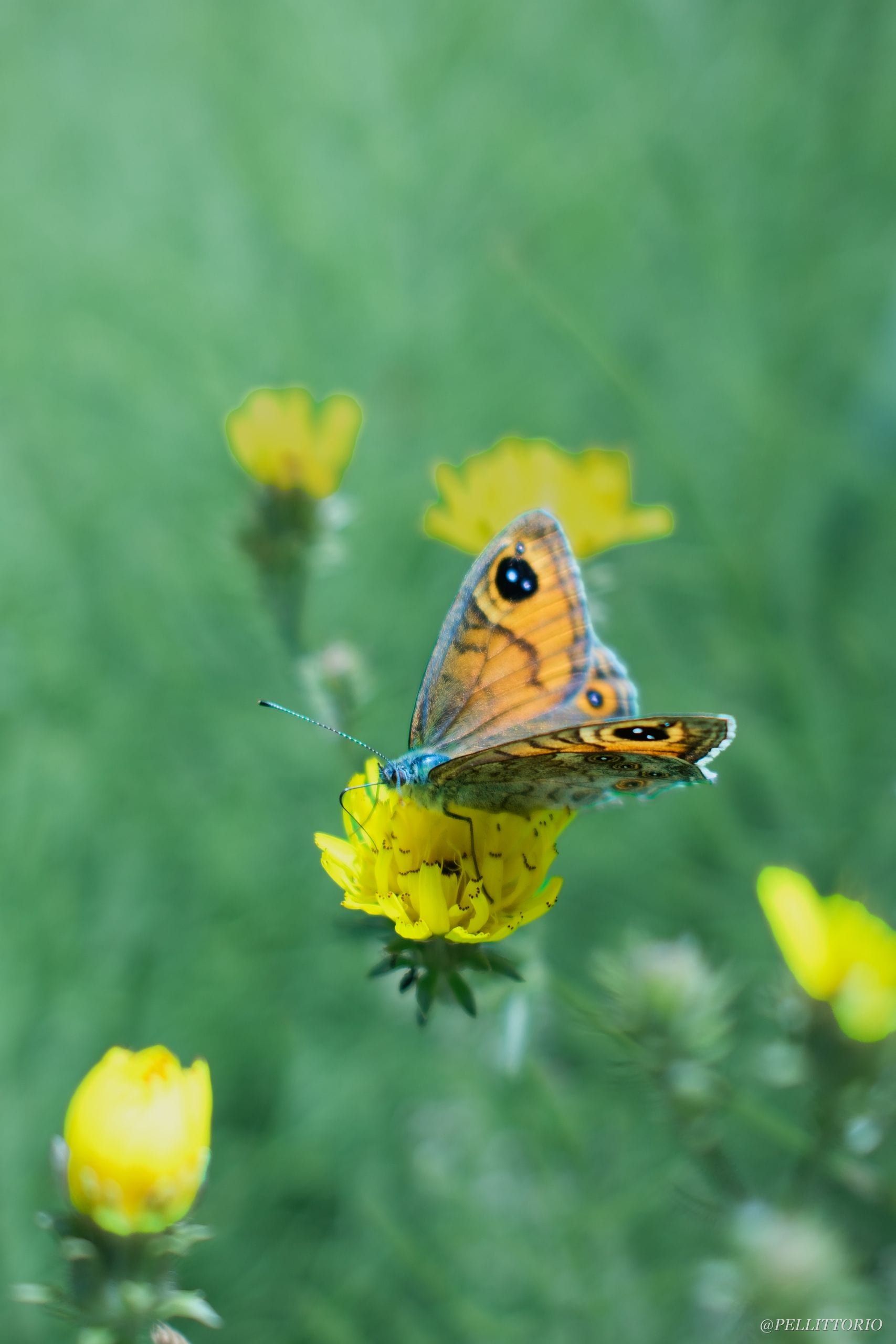 Farfalla con macchie a occhio su fiore giallo