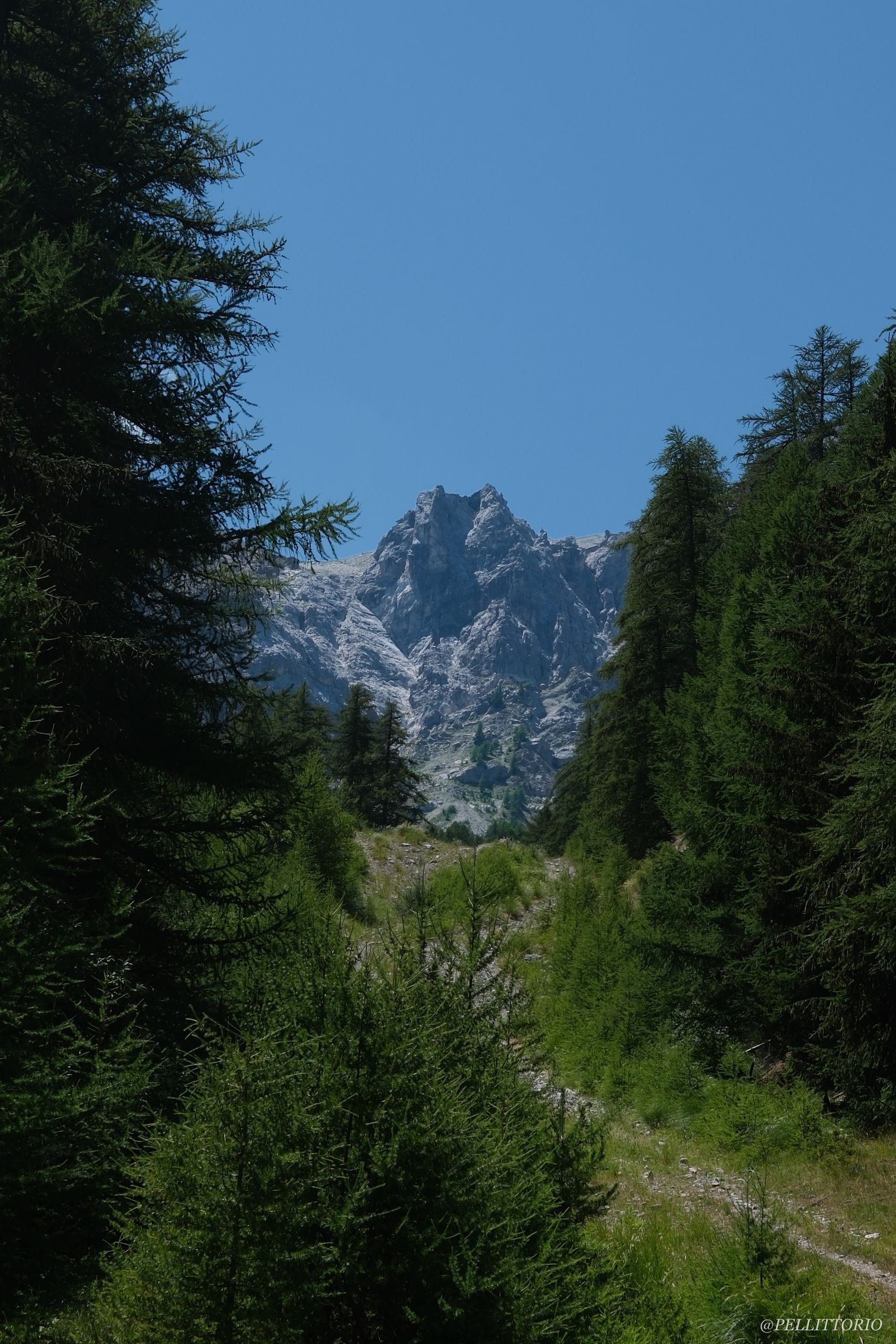 Picco roccioso incorniciato da abeti