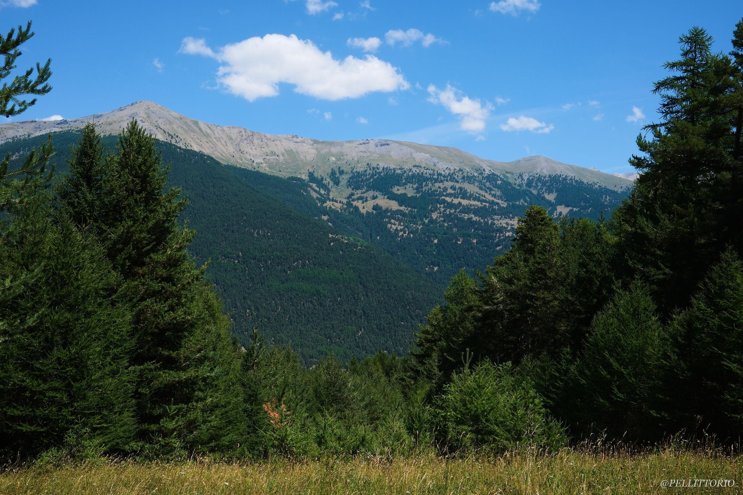 Pineta sotto una cresta rocciosa