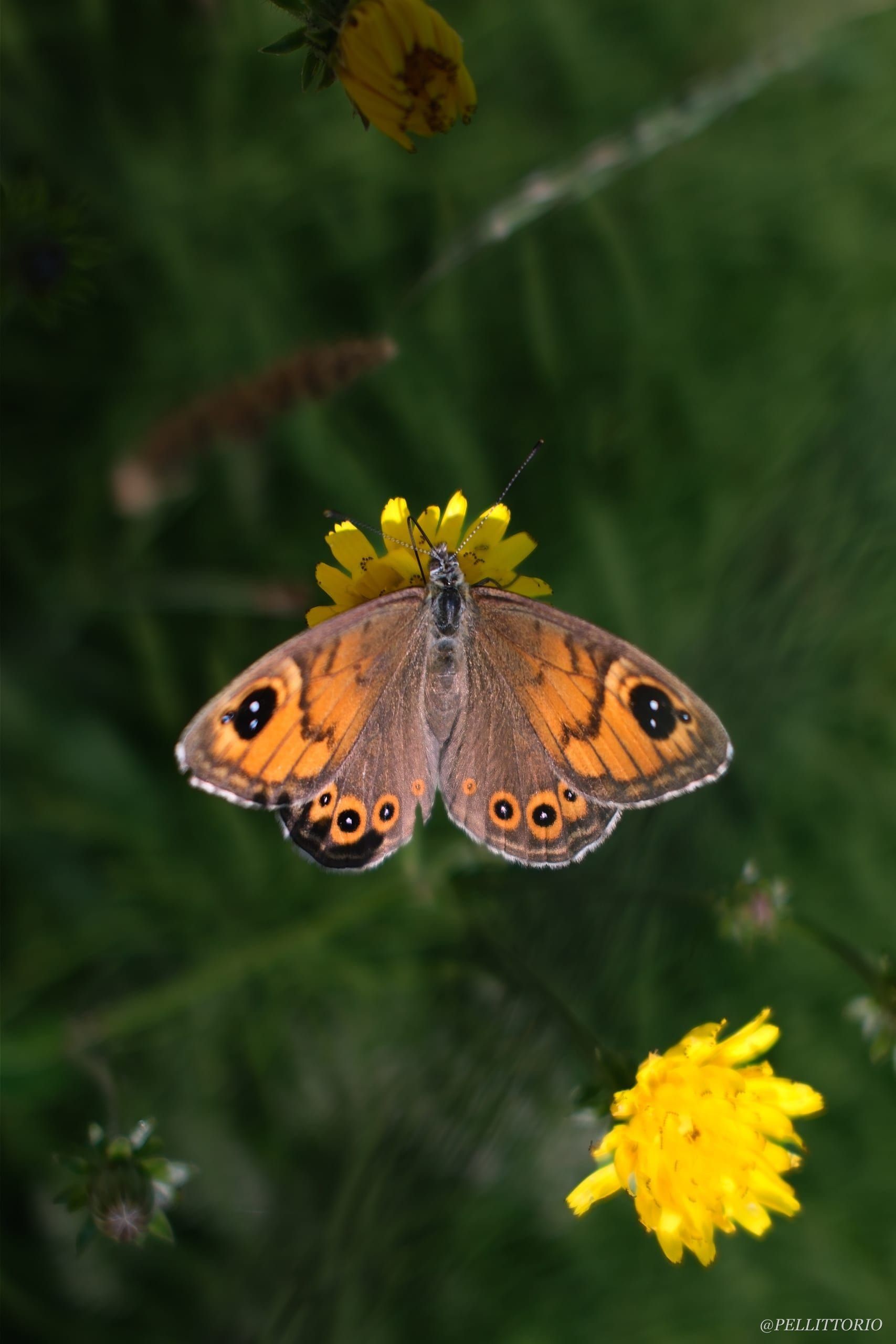 Farfalla con ocelli su un fiore giallo
