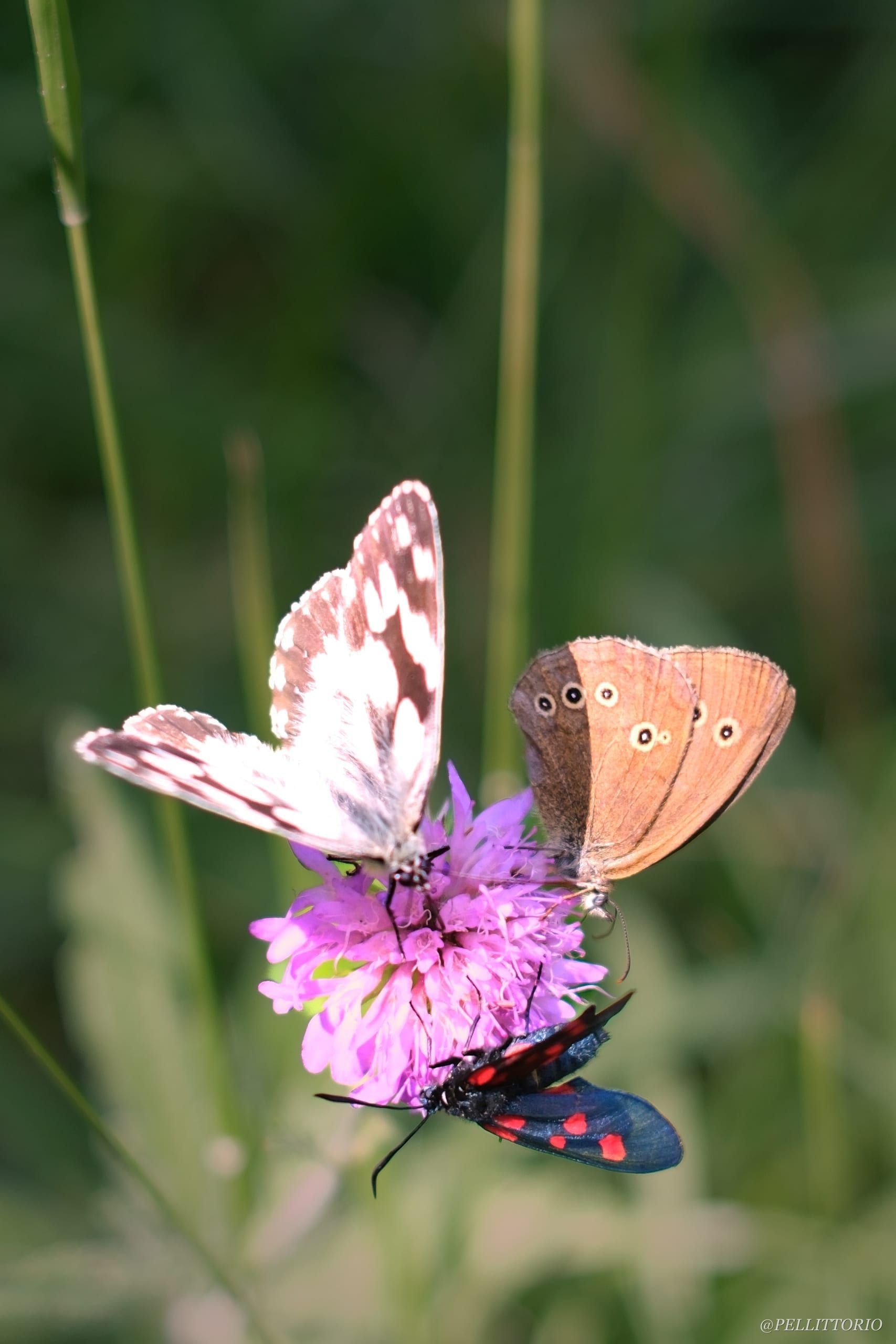 Tre farfalle su un solo fiore rosa