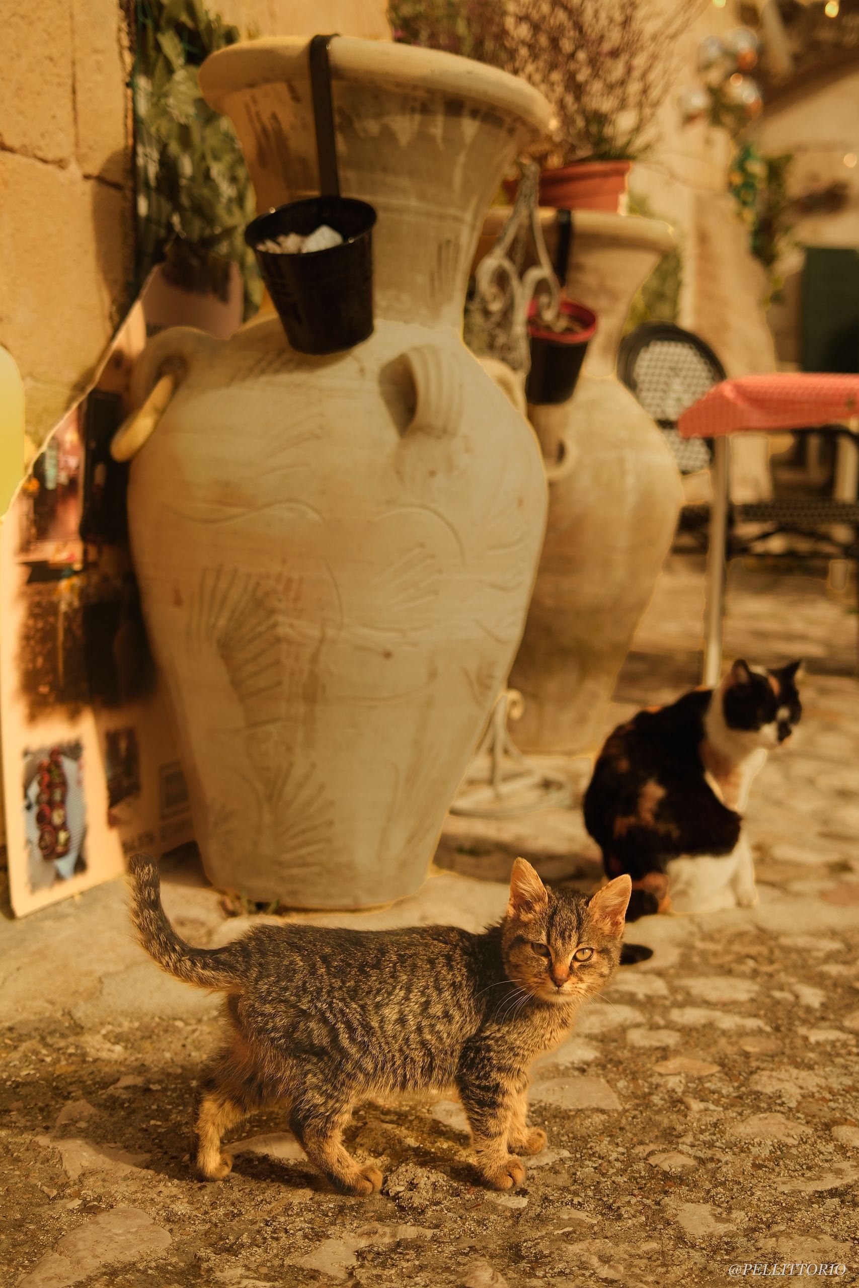 Due gatti accanto a vasi di terracotta