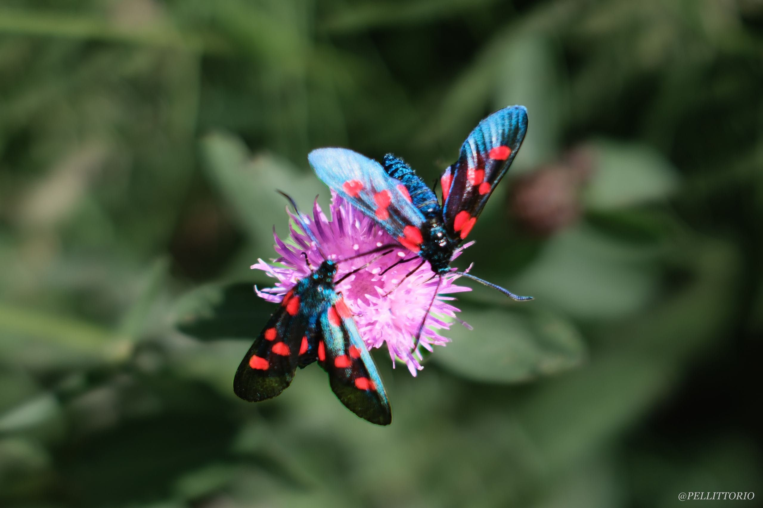 Due falene zigena su fiore di cardo rosa
